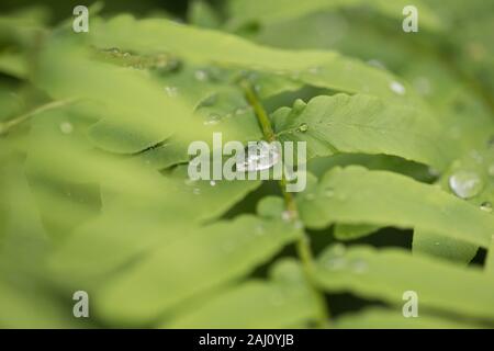 L'eau de pluie gouttes de rosée sur feuille verte nature automne leaf close up. Gouttes de pluie sur une feuille. Banque D'Images