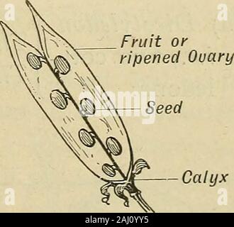 Notes de cours sur l'Herbartian (méthode basée sur le plan de Herbart) . Calice Ouary. containiOvules Différentes étapes d'un Bean. II. Présentation. 1. Parties d'une graine (comme vu dans un beair). , V C, , (Testa : peau externe. (A) bpermoderm   ? , . , . -{Legmen : peau intérieure. (Ou le recouvrement). .R ? 7 , , . [Micropvle : trou dans spermoderme. 250 Notes sur Herbartian (méthode b) embryon (ou { la radicule : seed-racine. future plante). Ou le sceau de l'hile Banque D'Images