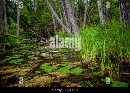 Milieux humides forestiers du paysage. Une forêt luxuriante zone humide avec nénuphars et fleurs de lotus blanc dans une forêt du nord du Michigan. Parc d'état de Hartwick Pines. Banque D'Images