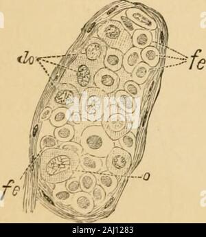 La pathologie et le traitement des maladies des ovaires : (en cours de l'essai pour l'Hastings 1873).. . F le noyau. Plus tard encore le massforms nucléaire une belle, réticulation comme vu dans les spores des algues. Comme déjà dit, certaines cellules agrandir, et les ovules sont recognizedas primitive, et ce sont maintenant de plus en plus nombreux.D'autres des cellules diminue à nouveau en taille, devenant d'un ovalform, le noyau conservant son caractère primitif, et notgoing grâce aux changements décrits ci-dessus. Les cellules-subsf forme par l'épithélium de la follicule de Graaf. Ils ont peut-être vu l'organisation themselv Banque D'Images