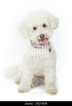 Bichon Frise chien assis et portant sur fond blanc Banque D'Images
