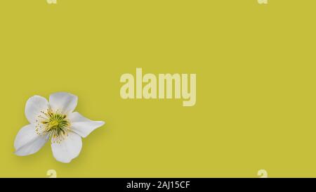 Fleurs simples d'un chrétien, rose Helleborus niger, sur toile blanche Banque D'Images