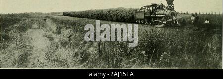 Le sucre de canne ; un manuel sur l'agriculture de la canne à sucre, la fabrication de sucre de canne, et l'analyse du sucre produits maison . Moteur de traction transport de canne.. Une Cane Train typique dans les îles hawaïennes. La RÉCOLTE DE LA CANNE 177 Bien que le chargement direct de la canne n'a pas été correctement accom-plished, le transfert de la charge à l'écartement standard panier wagons de chemin de fer isreadily effectuée. Dans la Plaque XIX est montré, à partir d'une photographie prise inCuba, une charretée de canne dans la loi d'être déversées dans un wagon de chemin de fer.un plein chargement d'une charrette tirée par trois paires de boeufs est 7 500 lbs Banque D'Images