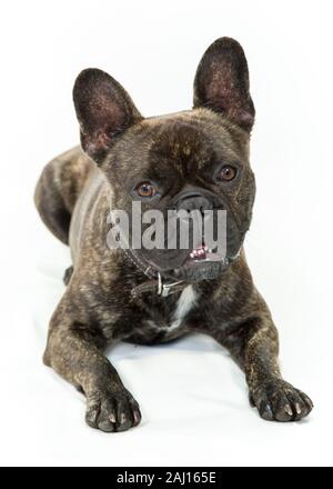 Bouledogue français Frenchie chien assis et portant sur fond blanc Banque D'Images