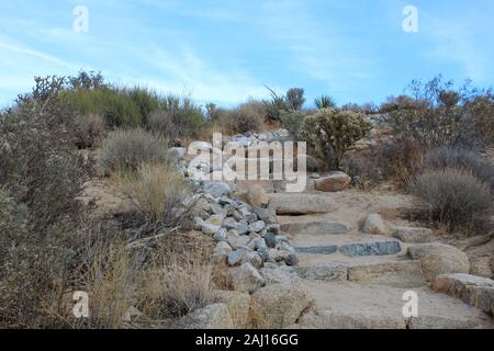 Sentier de l'anse des Indiens, un voyage court, environ 0,6 kilomètres le long de la rive sud phytocoenosis natif du désert Mojave dans Joshua Tree National Park. Banque D'Images