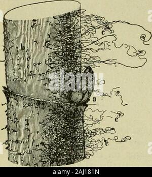 Le sucre de canne ; un manuel sur l'agriculture de la canne à sucre, la fabrication de sucre de canne, et l'analyse du sucre produits maison . le gel aps tellement blesse la flèche de la canne que pour causeit à la pourriture ou mourir ; peut-être un fait de l'agrile du frêne dans la canne à sucre, et donc de l'écorce ou encore ; alentoursprix peut-être le vent tourne la manette et des fissures, il canegets ou le blessé dans une des nombreuses manières possibles ; puis le champignon est everready pour profiter de l'accident, et dans quelques semaines, rend de telles percées que d'envoyer l'ensemble de la canne à sucre bien sur la voie à la décomposition du montant des dommages causés par les spu Banque D'Images