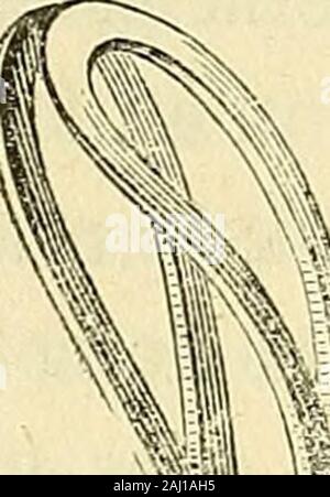 Arsenal de la chirurgie contemporaine : description, mode d'emploi, et appréciation des appareils et instruments internationaux en usage pour le diagnostic et le traitement des maladies chirurgicales, l'orthopédie, la prothése, les opérations simples, générales, spéciales et obstétricales . Banque D'Images