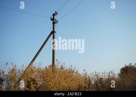 Un vieux poteau électrique entre le roseau automne sec contre un ciel bleu. Banque D'Images
