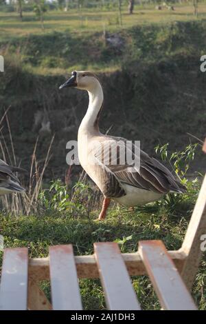 Photo de canards au Bangladesh Banque D'Images