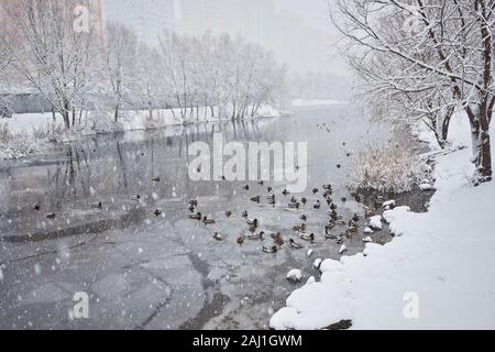 Canard colvert sur la région de la rivière. Scène d'hiver dans le parc. Snowdrift sur la rive. Tout couvert de neige. Jour de neige après les lourdes snowf Banque D'Images