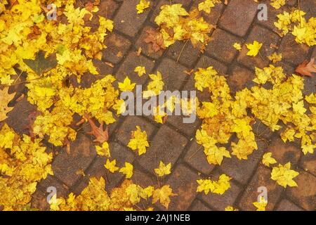 Belles feuilles feuilles d'automne multicolore avec gouttes de pluie sur l'asphalte humide sombre arrière-plan. Temps d'automne Banque D'Images