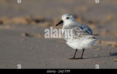 Sanderling se nourrissant de Sand Banque D'Images