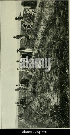 Le sucre de canne ; un manuel sur l'agriculture de la canne à sucre, la fabrication de sucre de canne, et l'analyse du sucre produits maison . Ox Plough au travail à Cuba. Assiette XIII. &Lt;o OHO&Lt ; H SLO 2;o C/) Q o Chapitre VIIIThe l'élevage de la canne La canne à sucre est cultivée sous tant de diverses conditions qu'aucun son husbandrj sketchof générale est possible. Une tentative est faite dans ce chapitre pour givesome court préavis de l'employedand met en œuvre l'opération de routine dans le plus im-portant districts. Broadl3 parlant, la dis-tricts où la canne forme une intotwo automne base classes : ceux où la cu Banque D'Images