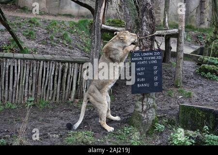 Au zoo ZSL London Zoo creusé leurs planchettes ,et calculateurs comme ils ont commencé à compter les animaux au Zoo's bilan annuel aujourd'hui Jeudi 2 janvier . Keepers face à la tâche difficile de dénombrer tous les oiseaux , mammifères reptiles, poissons et invertébrés ,au Zoo , conservateur adjoint dit , nous kick de la nouvelle année avec le bilan annuel et soumettre le nombre d'animaux chaque année dans le cadre de notre licence zoo , nous avons aussi les partager avec la communauté internationale pour informer notre zoo global des programmes d'élevage en voie de disparition . ZSL abrite plus de 580 espèces . Banque D'Images