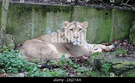Au zoo ZSL London Zoo creusé leurs planchettes ,et calculateurs comme ils ont commencé à compter les animaux au Zoo's bilan annuel aujourd'hui Jeudi 2 janvier . Keepers face à la tâche difficile de dénombrer tous les oiseaux , mammifères reptiles, poissons et invertébrés ,au Zoo , conservateur adjoint dit , nous kick de la nouvelle année avec le bilan annuel et soumettre le nombre d'animaux chaque année dans le cadre de notre licence zoo , nous avons aussi les partager avec la communauté internationale pour informer notre zoo global des programmes d'élevage en voie de disparition . ZSL abrite plus de 580 espèces . Banque D'Images