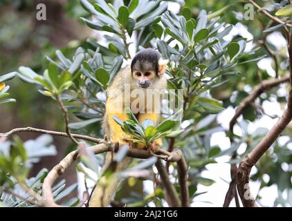 Au zoo ZSL London Zoo creusé leurs planchettes ,et calculateurs comme ils ont commencé à compter les animaux au Zoo's bilan annuel aujourd'hui Jeudi 2 janvier . Keepers face à la tâche difficile de dénombrer tous les oiseaux , mammifères reptiles, poissons et invertébrés ,au Zoo , conservateur adjoint dit , nous kick de la nouvelle année avec le bilan annuel et soumettre le nombre d'animaux chaque année dans le cadre de notre licence zoo , nous avons aussi les partager avec la communauté internationale pour informer notre zoo global des programmes d'élevage en voie de disparition . ZSL abrite plus de 580 espèces . Banque D'Images