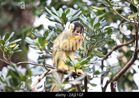 Au zoo ZSL London Zoo creusé leurs planchettes ,et calculateurs comme ils ont commencé à compter les animaux au Zoo's bilan annuel aujourd'hui Jeudi 2 janvier . Keepers face à la tâche difficile de dénombrer tous les oiseaux , mammifères reptiles, poissons et invertébrés ,au Zoo , conservateur adjoint dit , nous kick de la nouvelle année avec le bilan annuel et soumettre le nombre d'animaux chaque année dans le cadre de notre licence zoo , nous avons aussi les partager avec la communauté internationale pour informer notre zoo global des programmes d'élevage en voie de disparition . ZSL abrite plus de 580 espèces . Banque D'Images