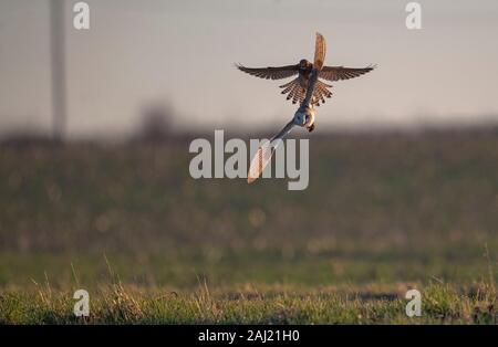 Kestrel Falco tinnunculus- tente de prendre une Owl-Tyto Vole-Cricetidae de Grange alba. Banque D'Images