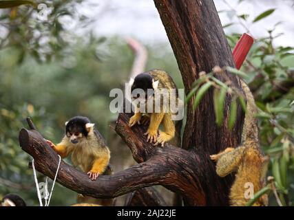 Au zoo ZSL London Zoo creusé leurs planchettes ,et calculateurs comme ils ont commencé à compter les animaux au Zoo's bilan annuel aujourd'hui Jeudi 2 janvier . Keepers face à la tâche difficile de dénombrer tous les oiseaux , mammifères reptiles, poissons et invertébrés ,au Zoo , conservateur adjoint dit , nous kick de la nouvelle année avec le bilan annuel et soumettre le nombre d'animaux chaque année dans le cadre de notre licence zoo , nous avons aussi les partager avec la communauté internationale pour informer notre zoo global des programmes d'élevage en voie de disparition . ZSL abrite plus de 580 espèces . Banque D'Images