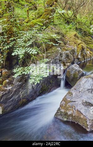 Un cours d'eau forestiers, l'Est, la rivière Okement provenant des pentes nord du Parc National de Dartmoor, près de Okehampton, Devon, Angleterre, Royaume-Uni Banque D'Images