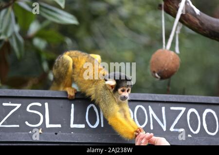 Au zoo ZSL London Zoo creusé leurs planchettes ,et calculateurs comme ils ont commencé à compter les animaux au Zoo's bilan annuel aujourd'hui Jeudi 2 janvier . Keepers face à la tâche difficile de dénombrer tous les oiseaux , mammifères reptiles, poissons et invertébrés ,au Zoo , conservateur adjoint dit , nous kick de la nouvelle année avec le bilan annuel et soumettre le nombre d'animaux chaque année dans le cadre de notre licence zoo , nous avons aussi les partager avec la communauté internationale pour informer notre zoo global des programmes d'élevage en voie de disparition . ZSL abrite plus de 580 espèces . Banque D'Images