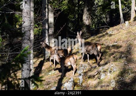 Les femelles du troupeau de chevreuils dans la forêt Banque D'Images