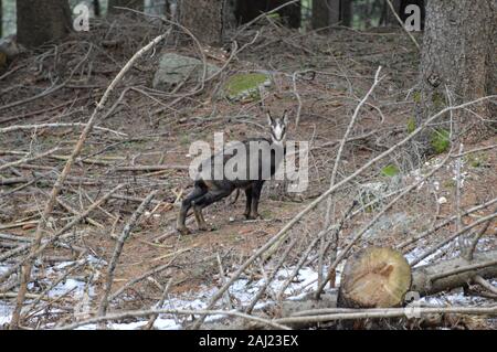 Fauve Chamois seul dans la forêt Banque D'Images