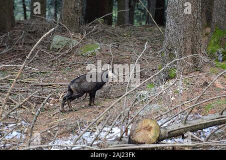 Fauve Chamois seul dans la forêt Banque D'Images