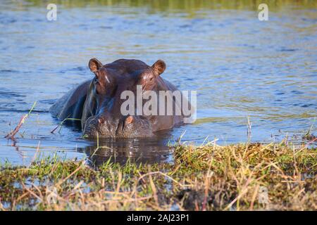 Hippopotame (Hippopotamus amphibius), Khwai Réserve privée, Okavango Delta, Botswana, Africa Banque D'Images