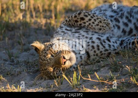 Femme Léopard (Panthera pardus), Bushman Plaines, Okavango Delta, Botswana, Africa Banque D'Images