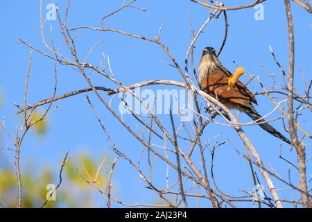 À queue cuivrée (Centropus cupreicaudus coucal), Khwai Réserve privée, Okavango Delta, Botswana, Africa Banque D'Images