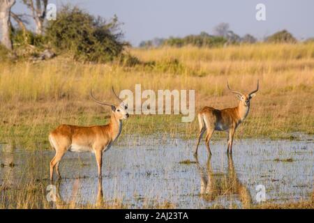 Cobes Lechwes rouges Cobes Lechwes (Sud) (Kobus leche), Bushman Plaines, Okavango Delta, Botswana, Africa Banque D'Images