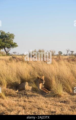 Lion (Panthera leo), Macatoo, Okavango Delta, Botswana, Africa Banque D'Images