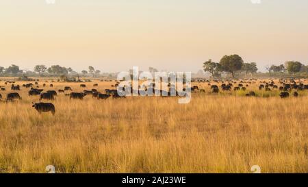 Troupeau de buffles africains (Buffle) (Syncerus caffer), Bushman Plaines, Okavango Delta, Botswana, Africa Banque D'Images