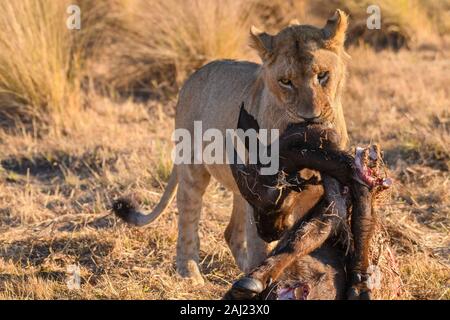 Young male lion (Panthera leo) avec un jeune bison carcasse, Macatoo, Okavango Delta, Botswana, Africa Banque D'Images