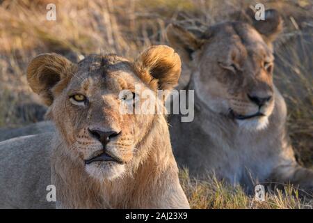 Lion (Panthera leo), Macatoo, Okavango Delta, Botswana, Africa Banque D'Images