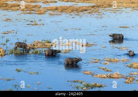 Vue aérienne de buffles africains (Buffle) (Syncerus caffer), Macatoo, Okavango Delta, Botswana, Africa Banque D'Images