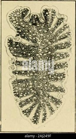 Transactions de l'Alabama Academy of Arts and Sciences . Banque D'Images