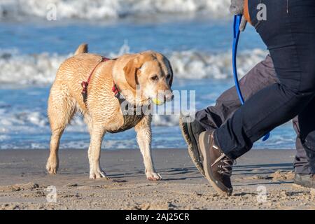 Unleashed blonde labrador retriever dog wearing faisceau et propriétaires suivants la marche sur la plage avec balle de tennis dans la bouche pour jouer fetch Banque D'Images