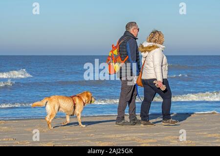 Unleashed blonde labrador retriever dog wearing faisceau et propriétaires suivants la marche sur la plage avec balle de tennis dans la bouche pour jouer fetch Banque D'Images