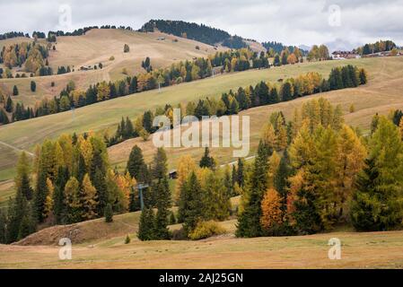 Avec de beaux paysage automne jaune et vert de pins à l'Alpe di Siusi vallée dans les Dolomites italiennes en Italie Banque D'Images