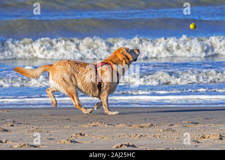 Unleashed blonde labrador retriever dog wearing faisceau et jouer fetch avec balle de tennis sur la plage Banque D'Images