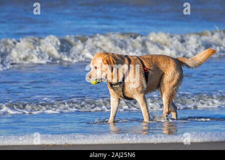 Unleashed paddling blonde labrador retriever dog wearing faisceau et jouer fetch avec balle de tennis sur la plage Banque D'Images