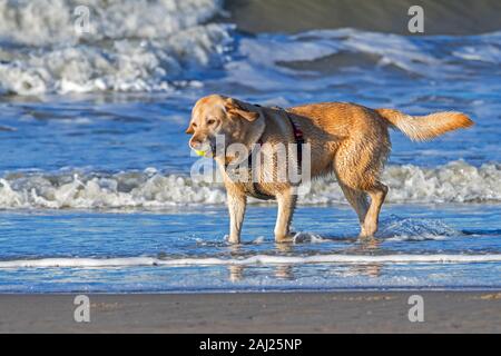 Unleashed paddling blonde labrador retriever dog wearing faisceau et jouer fetch avec balle de tennis sur la plage Banque D'Images