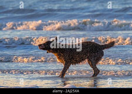 Sur la plage chien sans secouer l'gouttes d'eau à partir de la fourrure humide / manteau après le bain / natation en mer le long de la côte Banque D'Images