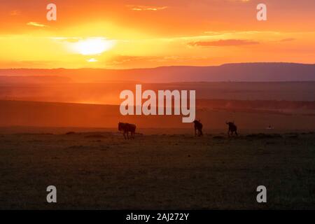 Un troupeau de gnous fonctionnant sous un beau coucher de soleil en arrière-plan à l'intérieur de la réserve nationale de Masai Mara au cours d'un safari de faune Banque D'Images