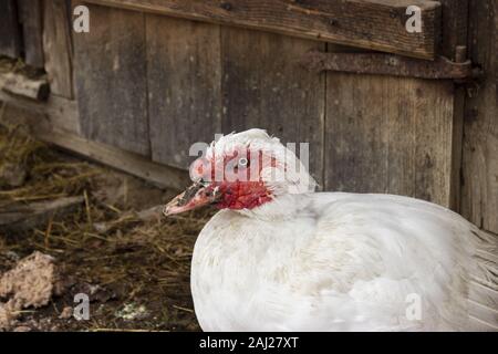 Canard de barbarie - Cairina moschata outdoor. Il y a une vieille porte en bois à l'arrière. Banque D'Images