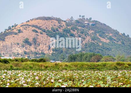 Le Cambodge, Tonle Sap - Mars 2016 : Lotus ferme - "champs" de plantes dans les étangs de lotus Banque D'Images