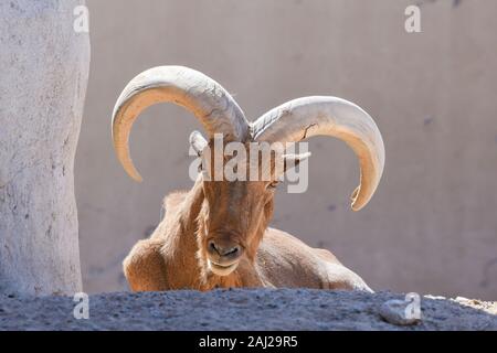 Une tête de mouflon à close up montrant outre de son impressionnante horns (Ammotragus lervia). Banque D'Images