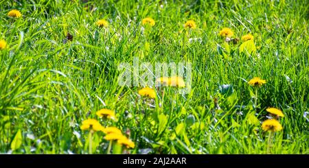 Fleurs de pissenlit jaune dans la grande herbe verte. printemps nature fond sur une journée ensoleillée. Banque D'Images